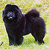 Chow-chow ORINELL'S AMY THE BLACK PRINCES