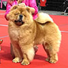Chow-chow RENDEL REBEL ROUSER