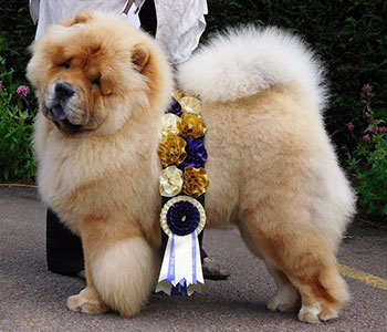 Chow-chow DELIGHT Djalo