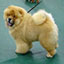 Chow-chow DELIGHT Djalo