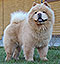 Chow-chow Laily White Djalo