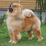 Red chow-chow Emilio Pucci Djalo