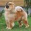 Chow-chow red male Emilio Pucci Djalo