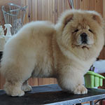 �������� ���-��� Goliath Shen Te Chows