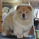 �������� ���-��� Goliath Shen Te Chows