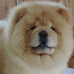 �������� ���-��� Goliath Shen Te Chows