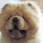�������� ���-��� Goliath Shen Te Chows
