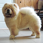 �������� ���-��� Goliath Shen Te Chows