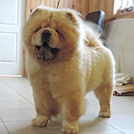 �������� ���-��� Goliath Shen Te Chows