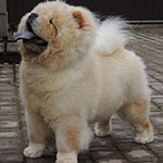 �������� ���-��� Goliath Shen Te Chows