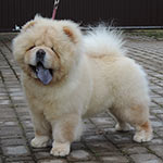 �������� ���-��� Goliath Shen Te Chows