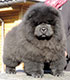 Chow-chow Only Black Djalo
