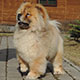 Chow-chow of Djalo Kennel