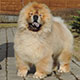 Chow-chow of Djalo Kennel