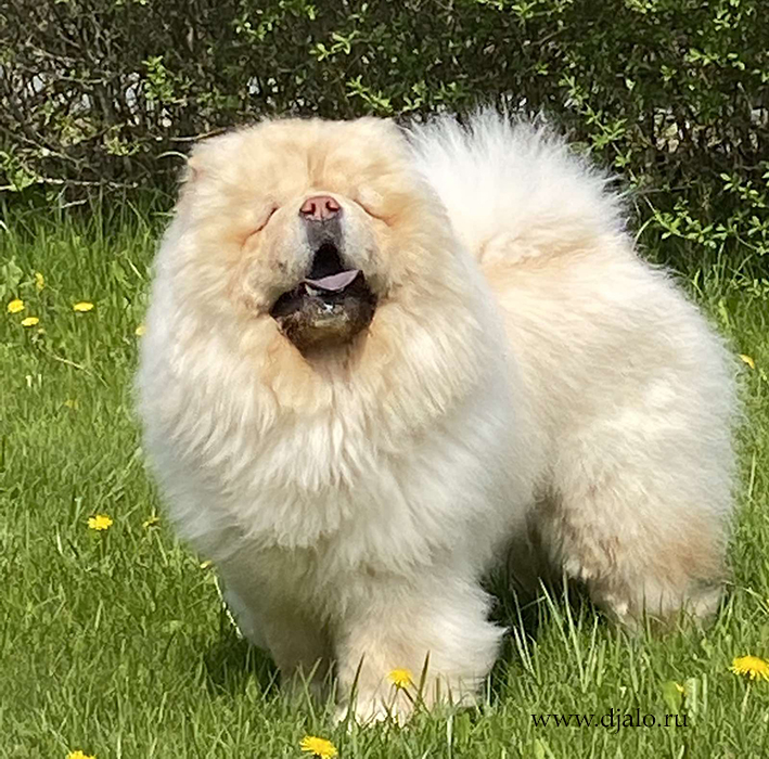 Chow-chow cream dog Fearless Heart Oskar of my Dream Chow-chow cream dog Fearless Heart Oskar of my Dream