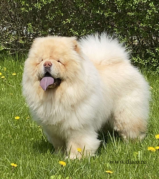 Chow-chow Fearless Heart Oskar of My Dream