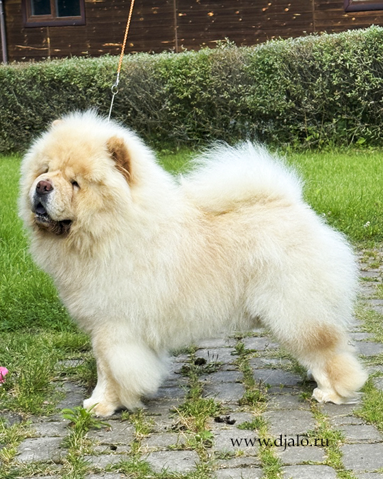 Êðåìîâûé ÷àó-÷àó Ôåàðëåññ Õåàò Îñêàð îô Ìàé Äðèì Chow-chow cream dog Fearless Heart Oskar of my Dream