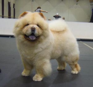 Chow-chow FEARLESS HEART EFFECT