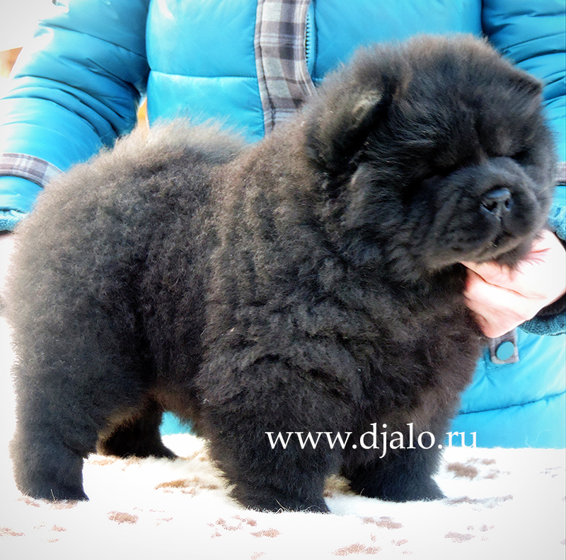 Chow-chow puppy black girl (green ribbon) Tattoo for Luck Djalo