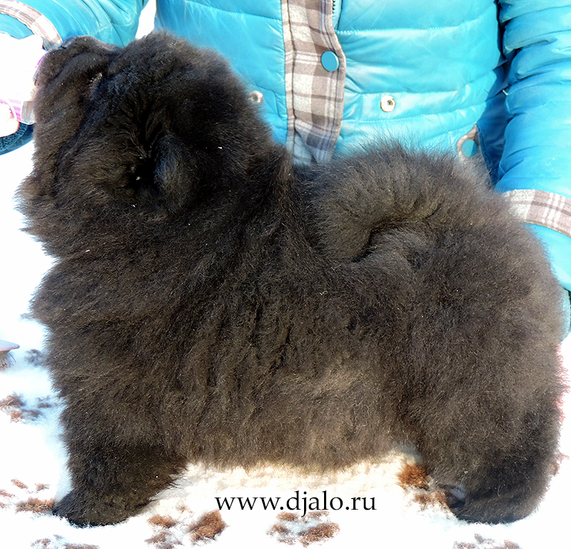 Chow-chow puppy black girl (red ribbon) Tropical Paradise Djalo