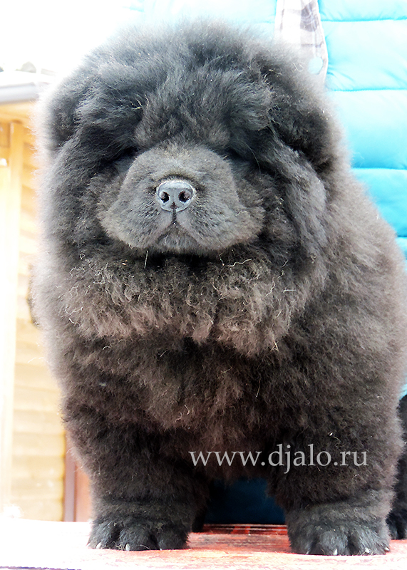 Chow-chow puppy black girl (yellow ribbon) Tender Passion Djalo