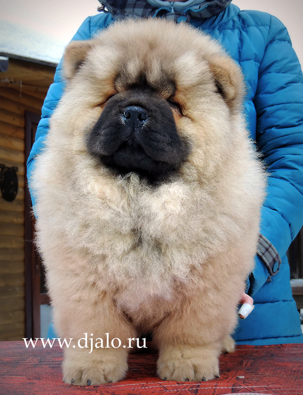Chow-chow puppy red male True Leader Djalo