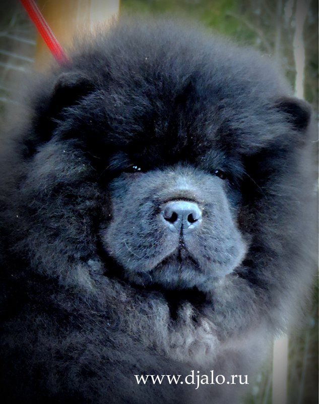 Chow-chow puppy black girl (green ribbon) Tattoo for Luck Djalo
