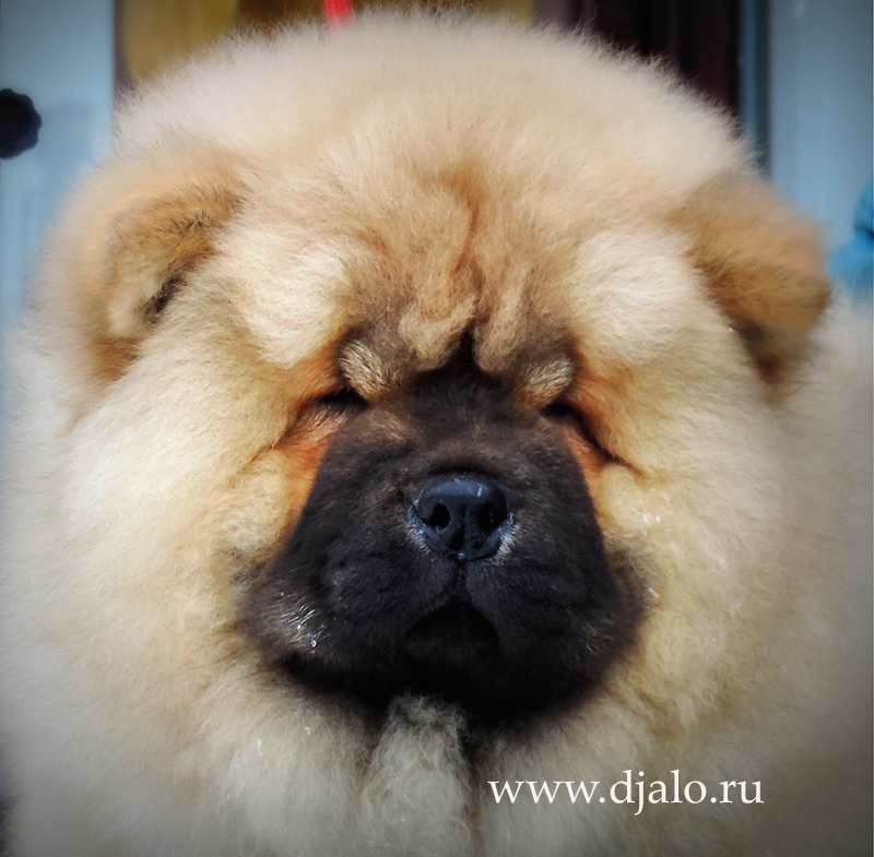 Chow-chow puppy red male True Leader Djalo