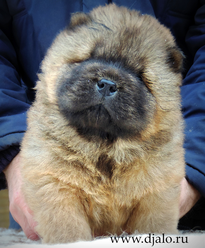 Chow-chow puppy red girl Taste of Honey Djalo