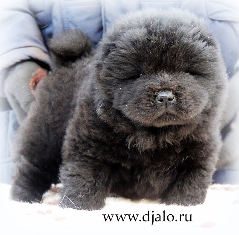 Chow-chow puppy black girl (yellow ribbon) Tender Passion Djalo