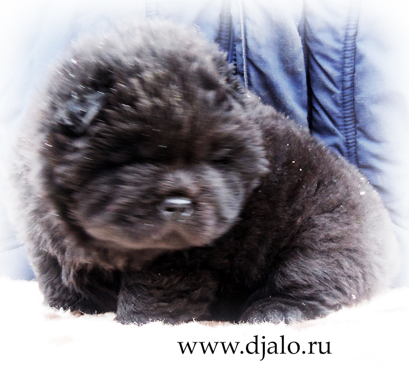 Chow-chow puppy black girl (blue ribbon) Tip-Top Fashion Djalo