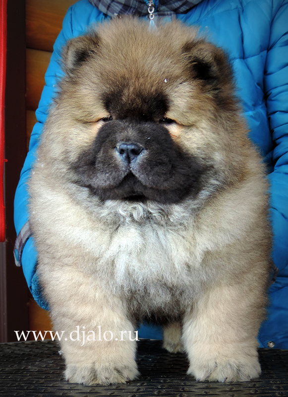 Chow-chow puppy red male Uncommon Red-Pearl Djalo