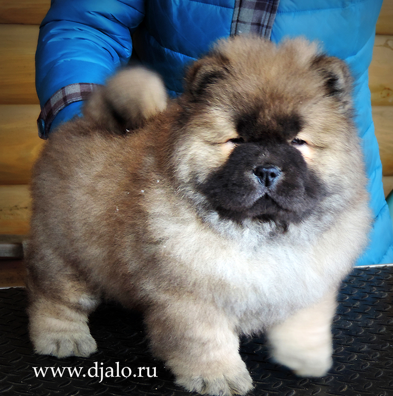 Chow-chow puppy red male Uncommon Red-Pearl Djalo