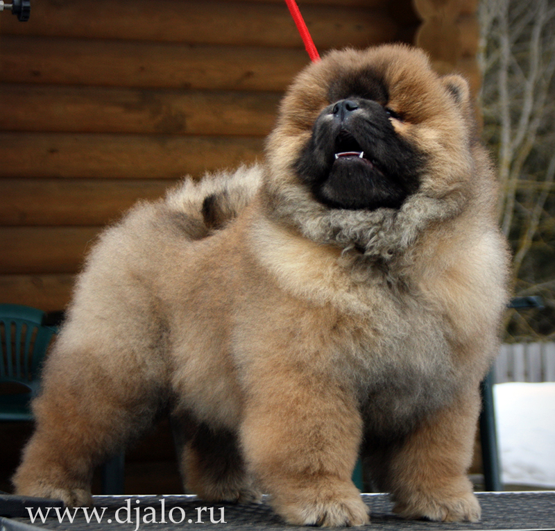 Chow-chow puppy red male Unreal Pleasures Djalo