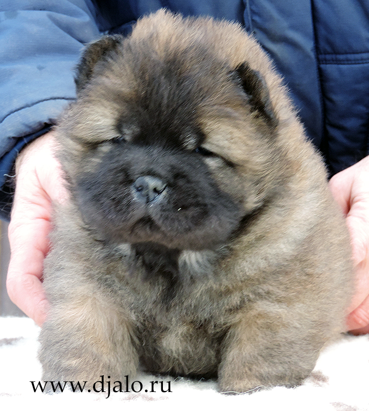 Chow-chow puppy red girl Ulla Lala Djalo
