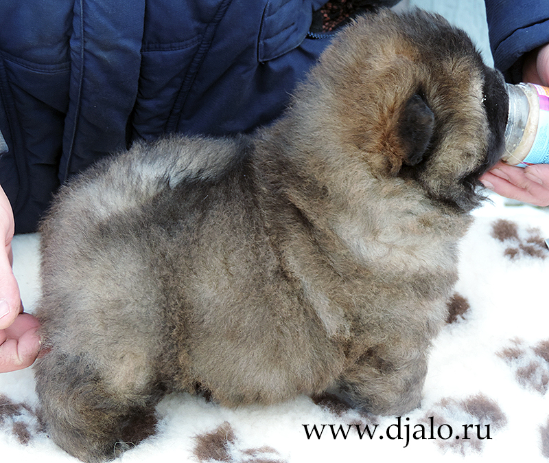 Chow-chow puppy red girl Ulla Lala Djalo