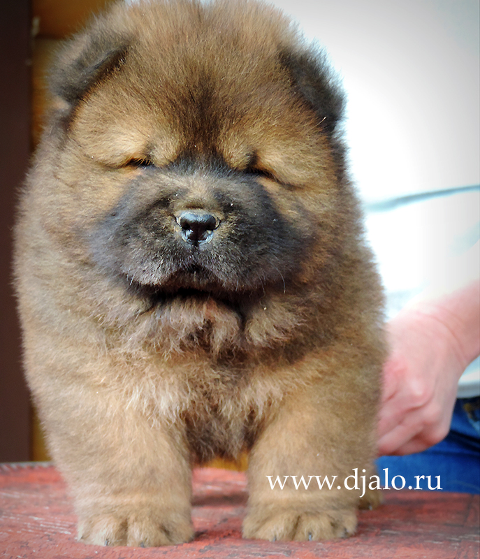 Chow-chow puppy red boy 3