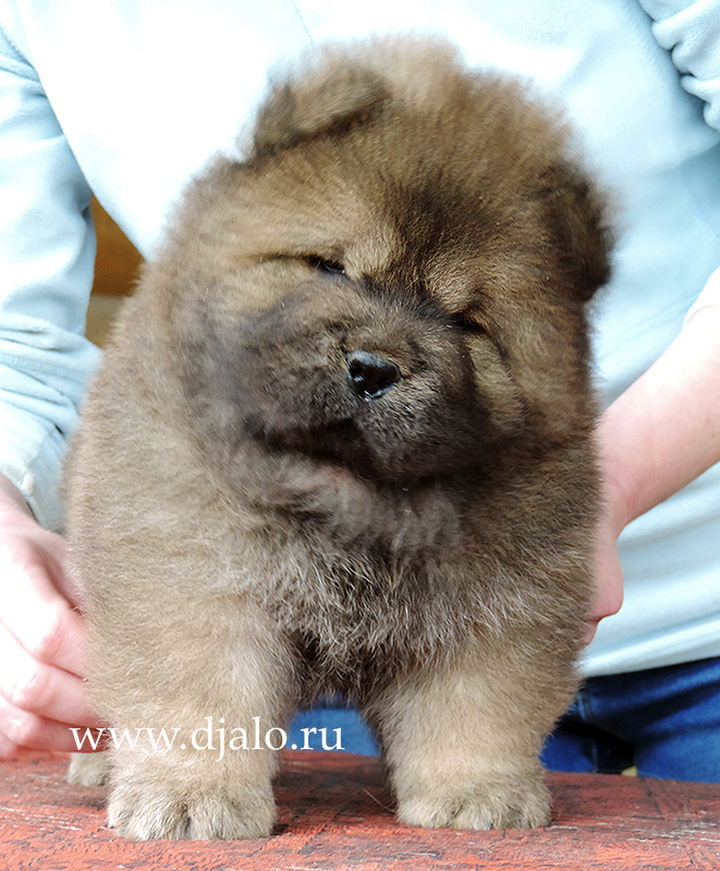 Chow-chow puppy red girl 1