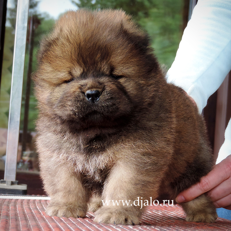 Chow-chow puppy red girl 2