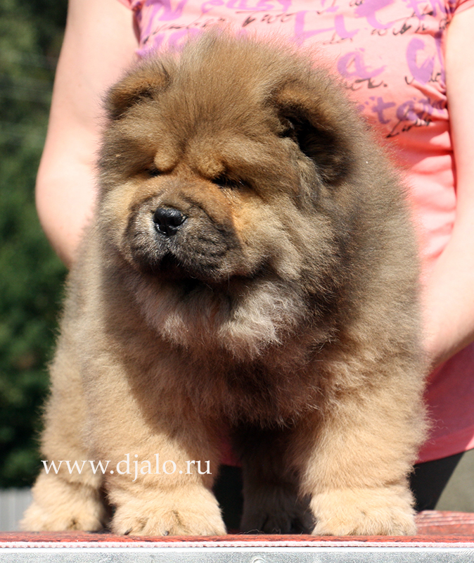 Chow-chow puppy red girl Cherry Blossom Djalo