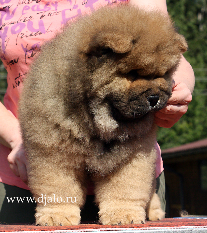 Chow-chow puppy red boy Choice The Best Djalo