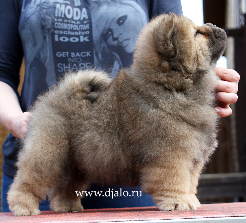 Chow-chow puppy red girl Cherry Blossom Djalo