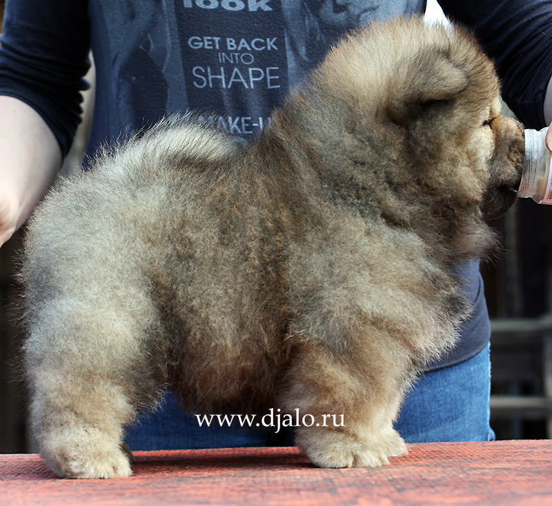 Chow-chow puppy red girl Chio-Chio Sun Djalo