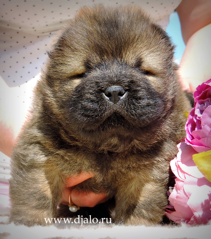 Chow-chow puppy red boy 2