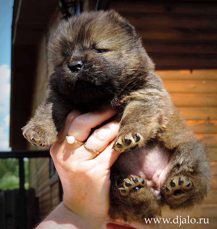Chow-chow puppy red girl