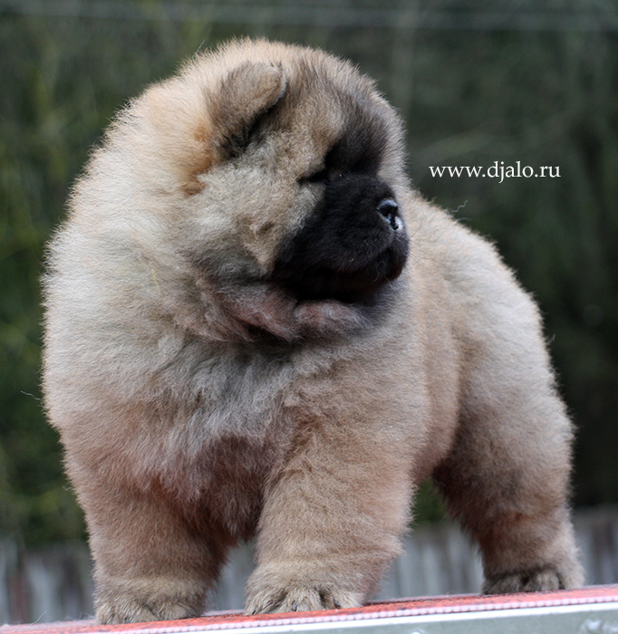 Chow Chow puppy red male kennel Djalo
