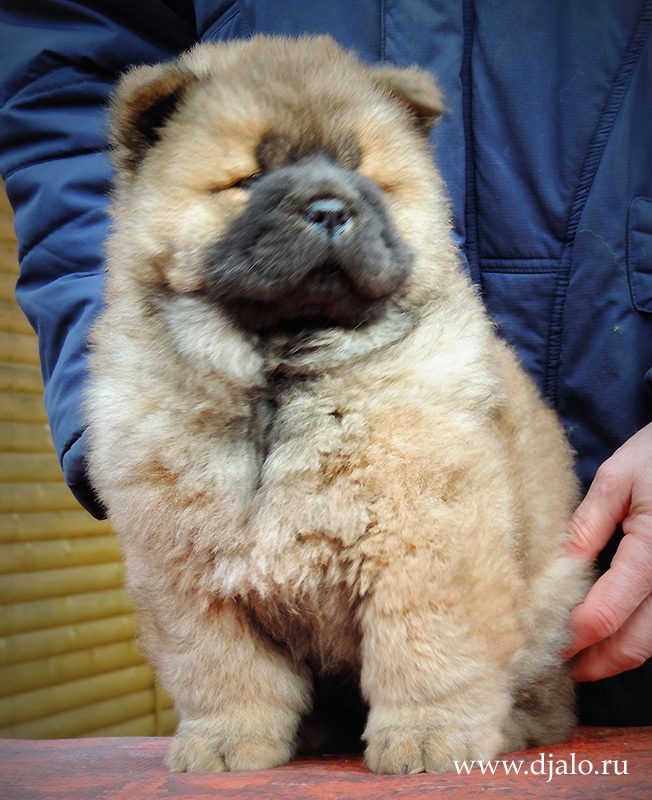 Chow-chow puppy red girl Flaming Coquette Djalo