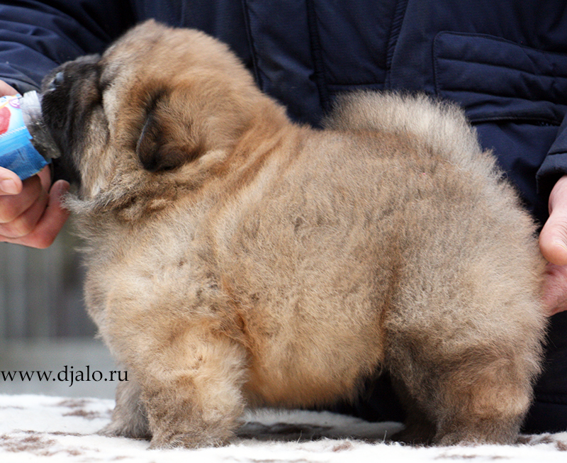 Chow-chow puppy red dog Sheen Ruby Djalo
