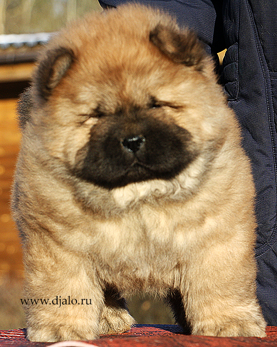 Chow-chow puppy red dog Sheen Ruby Djalo