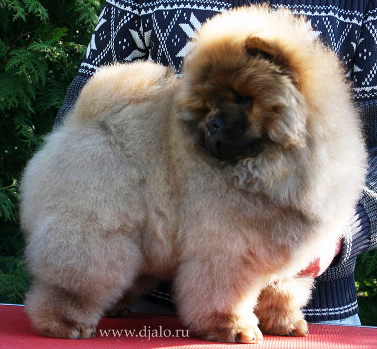Chow-chow puppy red girl Djalo